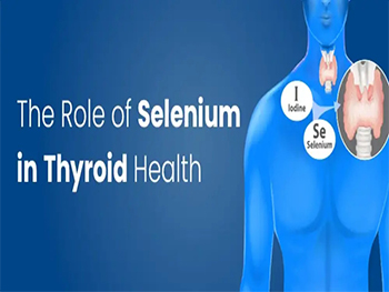 Can Selenium Enriched Yeast Help With Thyroid Function?